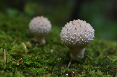 Eas Mor woodland fungi, Arran